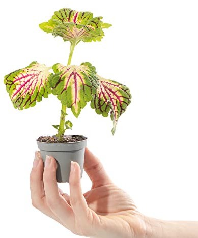 Baby Painted Nettle Plant - Coleus Space Cake Small Evergreen Houseplant | Air Purifying Indoor Plant for Home, Office, Kitchen, Bathroom | Grow Your Own Baby Plants
