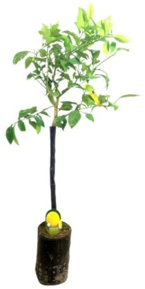 Garden Center Shop | Pomelo Blanco TB20 100 cm | Árbol cítrico natural rico en vitamina C | Follaje ornamental y fruto refrescante | Fácil de cultivar en huertos urbanos, terrazas y jardines