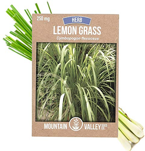 Lemon Grass Seeds for Planting Outdoor - 250 Mg Packet - Non-GMO, Heirloom Culinary Herb Garden Lemongrass Seeds - Cymbopogon citratus