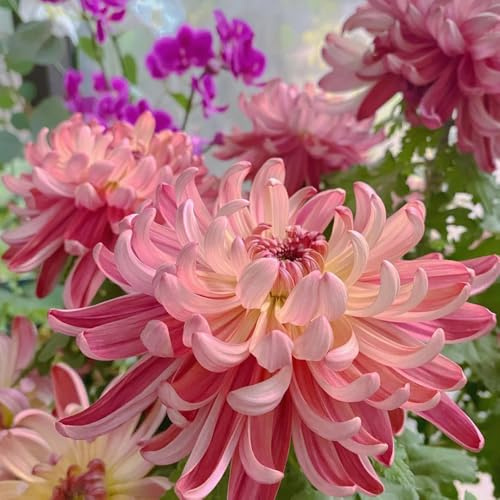 Chrysanthemen - steingartenpflanzen blumenwiese seltene gartendeko für draußen garten 150Samen