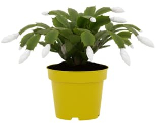 Planta Cactus de Navidad Natural – Schlumbergera en Maceta DECOALIVE