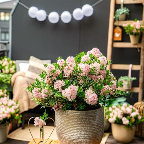 Gegrhododendron - Set di 4 arbusti ornamentali sempreverdi con fiori rosa chiaro, facili da pulire e resistenti al taglio, diametro 17 cm, altezza 30-40 cm, per siepe, aiuole e giardino