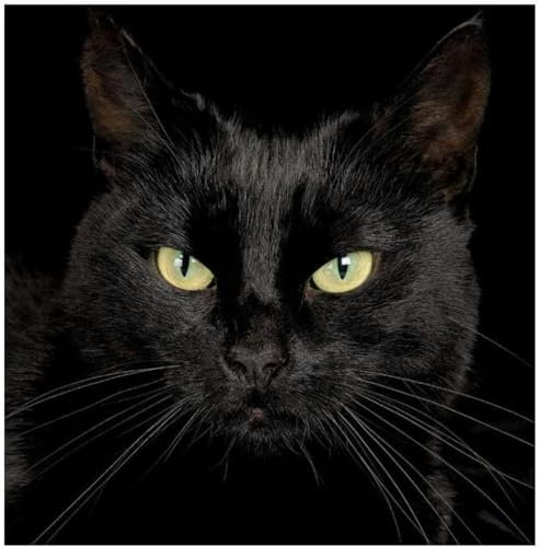 Kit de bordado de punto de cruz, kit de punto de cruz con estampado de patrones populares, gato negro misterioso, kit de bordado avanzado hecho a mano para principiantes de 11 quilates,40 x 50 cm