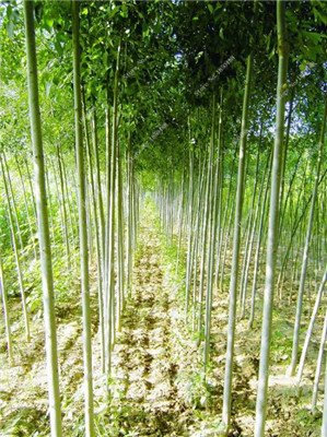 Fraxinus Chinensis Seed Beautifying Ash Laubbaum Exotische Bonsai Bai La Shu Strauch Seed Home Garten Reinigung von Luft 20 PC