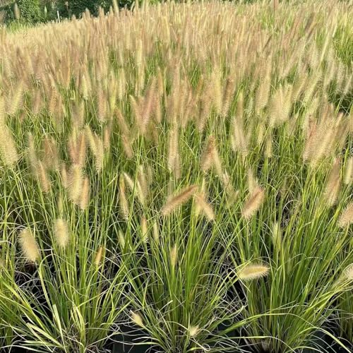 100 pcs lampenputzergras winterhart samen - exotische pflanzen winterhart, kübelpflanzen winterhart, lampenputzergras samen (Pennisetum alopecuroides) gräser winterhart mehrjährig