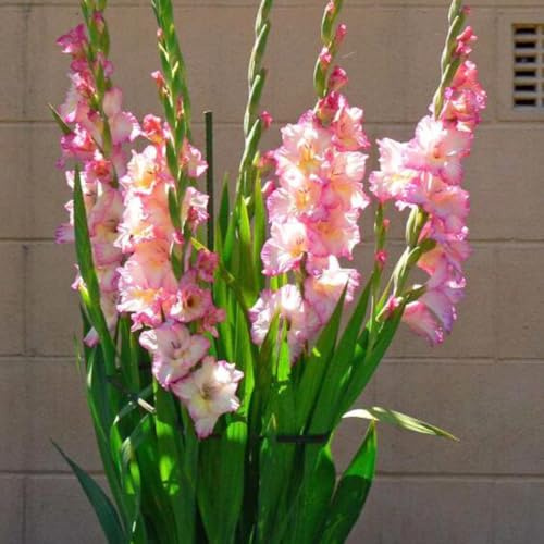 Bombilla de gladiolos,perennes resistentes,de jardín,largo periodo de floración para una de jardín,fácil de plantar.20pcs