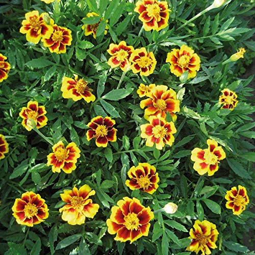 400 Marigold Tagetes Dwarf French Legion D'Onore Seeds (Legion of Honour) - 400 Seeds