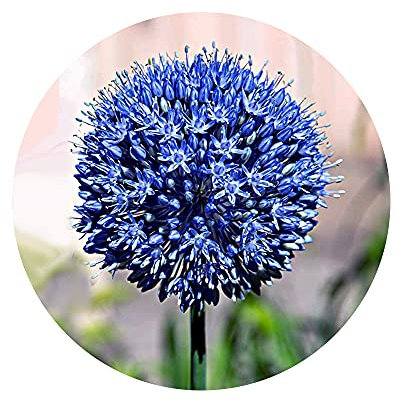 10 x Allium Azureum – Perennial Flowering Plants – Beloved, Bobbing, Blue Beauties – Blue Flowered Garlic Looks Lovely – Blooms Late Spring – for Your Beautiful Garden