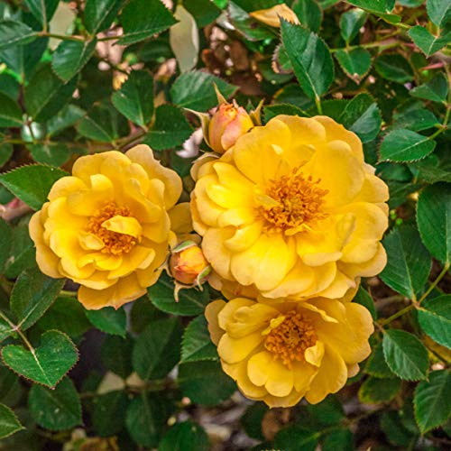 BRECK'S - Sunshine Happy Trails Dormant Bare Root Groundcover Rose, Includes one Plant per Order