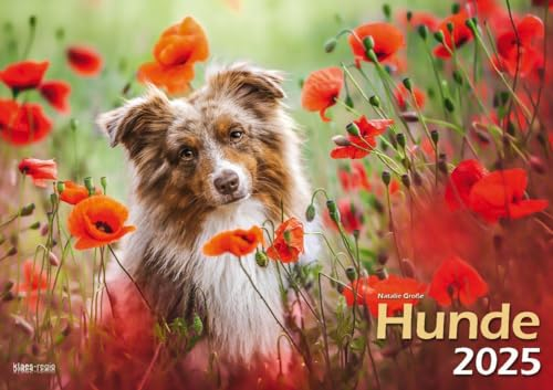Hunde 2025 Bildkalender A3 quer - Natalie Große