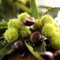 Kastanien Samen Maronenbaum Baumsamen Bonsai Samen Baum Maronen Bio Saatgut Exotische Pflanzen Winterhart Saat Topf Pflanze Kastanienbaum Samen Alte Sorten Gartenpflanzen 15 Chestnut Saatgut