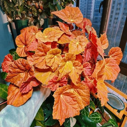 begonia de jardín decoración de balcones Camas elevadas para el jardín resistentes perennes resistentes medicinales semillas en 30pcs