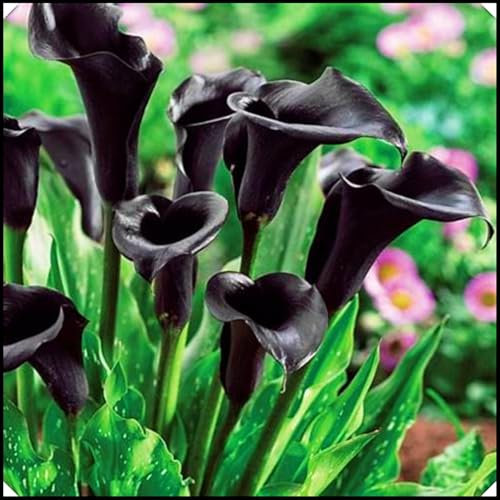 Calla Lily Bulbs,Calla Lily Plants Live(Ornamental Flowers,Wedding Flowers,Hardy Perennial,Plant Bulbs,Garden Flowers)-10bulbs-e