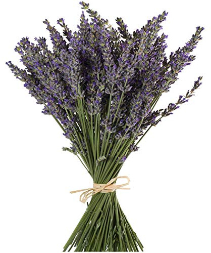 TooGet Flores de Lavanda Natural, Fragante Ramo de Lavanda Seca 400 Se Deriva de 40 - 45cm de Largo, Flores Decorativas Ramo de Flores Para La Decoración Del Hogar, Regalo, Boda o Cualquier Ocasión