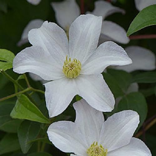 Clematis Destiny (skogsdreva) – vit och vinterhård – 1,5 liter kruka