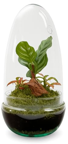 Garden Center Shop | Terrario Planta Natural Egg MAKOFITT 12x22 cm | Ecosistema Cerrado en Cristal | Mini Jardín Vivo | Decoración Original y Sostenible