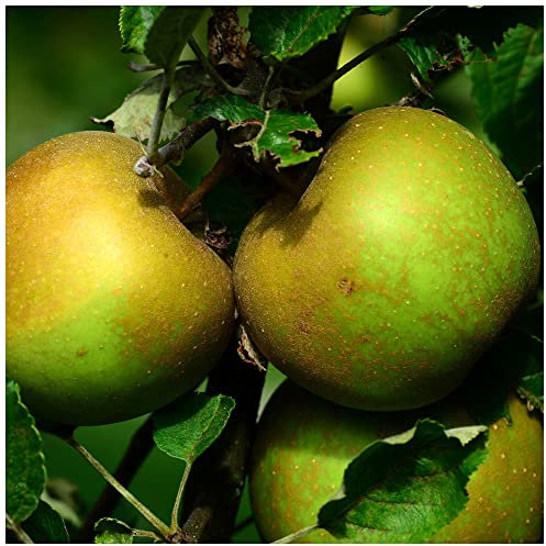 Egremont Russet' Apple Tree 4-5ft Tall, Self-Fertile,Ready to Fruit,Hardy & Vigorous 3fatpigs®