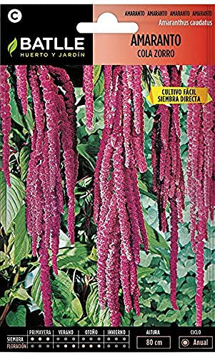 Semillas Batlle Amaranto COLA ZORRO