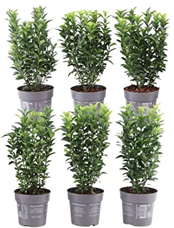Plants by Frank | Haie de fusain vert 1 mètre linéaire | Euonymus japonicus ‘Green Spire’ | Kit de plantation avec 6 plantes de haie rustiques | Haie persistante | Directement de la pépinière