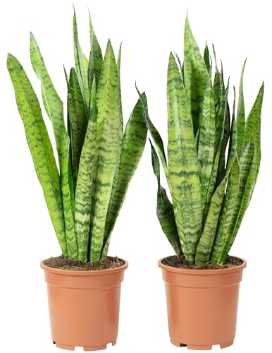 2 x båghampa, lättskötta inomhusväxter, Sansevieria zeylanica – höjd ca 65 cm, kruka Ø 17 cm