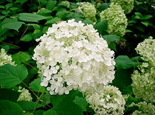 1 Hydrangea Arborescens Annabelle - 4 Inch Starter Plant