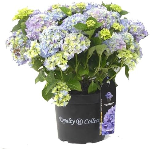 Hortensia Azul Natural Planta Ideal para Regalar