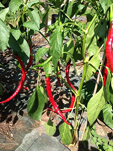 GRAINES DE PIMENT-CAYENNA JOES LONG-THAI DRAGON RED-BISHOP CROWN-