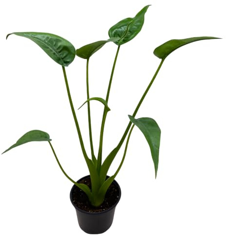 BubbleBlooms Alocasia 'Tiny Dancer' in a 4 inch Pot