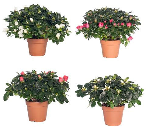 Set de 4 Unidades de Azalea Plantas Naturales para el Jardín