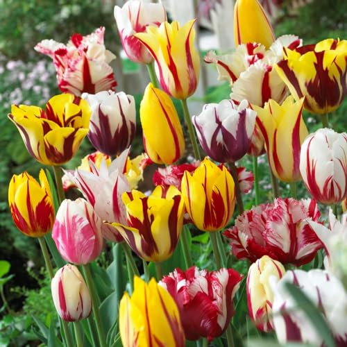 Bulbes de tulipes collection Rembrandt (20 pièces) mélange de tulipes exclusives de Hollande, résistantes au froid et vivaces pour le jardin, les pots, le balcon d'Amsterdam (gros bulbes)