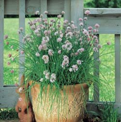 Chives Garlic Allium tuberosum 1,000 Seeds