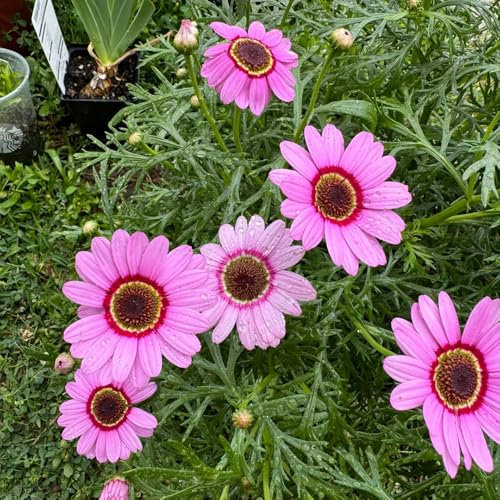 margeriten samen mehrjährig winterhart - bio samen, blumensamen mehrjährig margeritensamen exotische pflanzen winterhart, samen winterhart hochbeete für garten, blumenwiese samen 250pcs