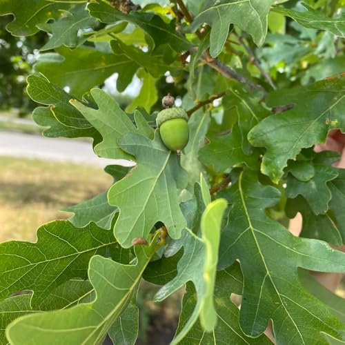 eichenbaum kaufen samen - eiche - pflanzen balkon, deko wohnzimmer eiche eichenbaum bäume kaufen, zimmerbonsai bonsai grünpflanzen, gartendeko für draußen minigarten, bonsai baum echt 12pcs
