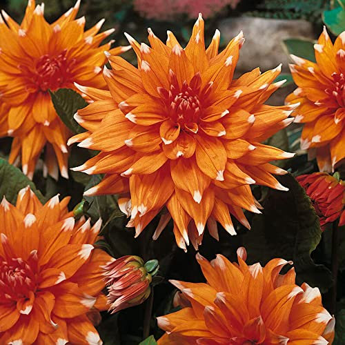 Dahlia Cactus – Magnificently Bright Blooms – Perennial – Summer Flowering Bulb – for Your Beautiful Garden (1 x Dahlia Cactus Orange White Tips)
