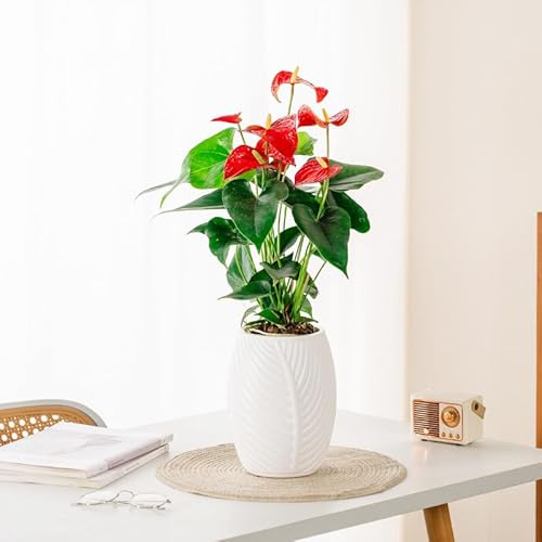 Funducts Selbstbewässernde Pflanzgefäße für Zimmerpflanzen, 20,3 cm, afrikanische Veilchen-Töpfe mit Dochtseil, Blumen, Sukkulenten, Kräuter, Zimmerpflanzen, 2 Stück