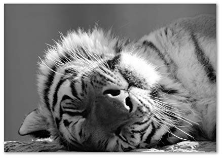 Tulup Impression sur Verre de 100x70 cm Image Tableau Photo décorative panoramique pour la Cuisine et Le Salon - Animaux - Tigre Endormi - Noir et Blanc