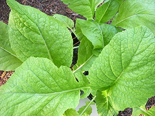 600 + FLORIDA LATIFOGLIA senape organici non OGM Primavera/Autunno Giardino USSeed