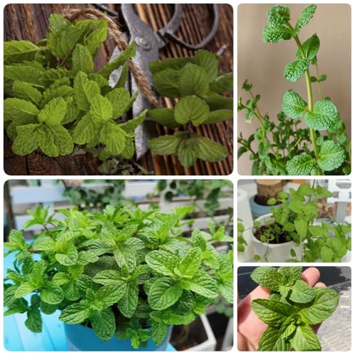 Semi di menta piperita, menta verde, da giardino roccioso resistenti semi di per giardino semi di medicinali 600pcs