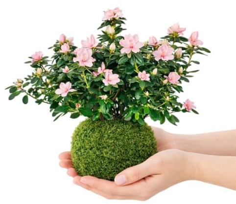 Kokedama Natural Azalea Rododendro Planta Viva Interior | DECOALIVE