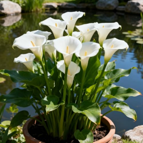 Rizoma di Calla perenne, Facile Coltivare, Rende adatto alla Piantagione in aiuole, Bordure ＆Terrazze, Progettazione di bonsai-f-2 rizomi