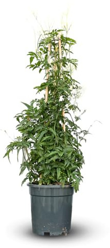 Attitude Jardin - Jasmin polyanthum pyramide - plante grimpante - 70-80 cm - ⌀ 17 cm