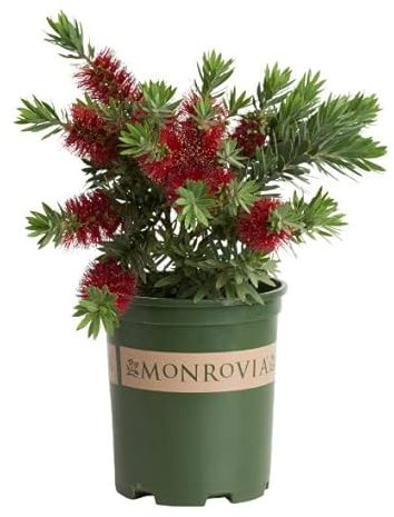 Callistemon Natural Arbusto de Exterior Perfecto para la Decoración de Jardines