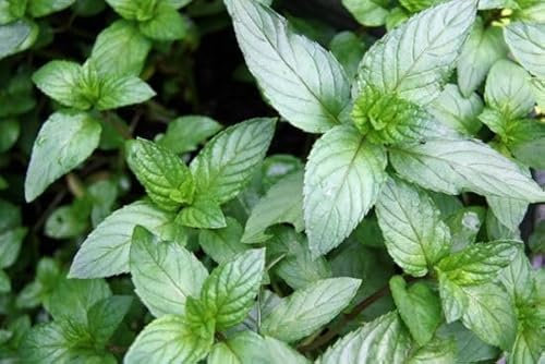 Mint After Eight Mentha piperita Aromatic herb Plant Bees Butterflies Ground Cover 9cm Pot