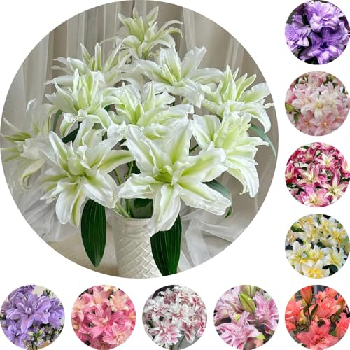 bulbos de lirio perennes resistentes - jardín interior balcones Decoración 5pcs