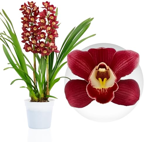 Orchidée Cymbidium Rouge - 1 Plante Intérieur Naturelle - 60-70 cm - Pot de 14 cm - Avec fleurs et parfumée - Naturelle Plante de Hollande (pas de graines, non artificiellele)