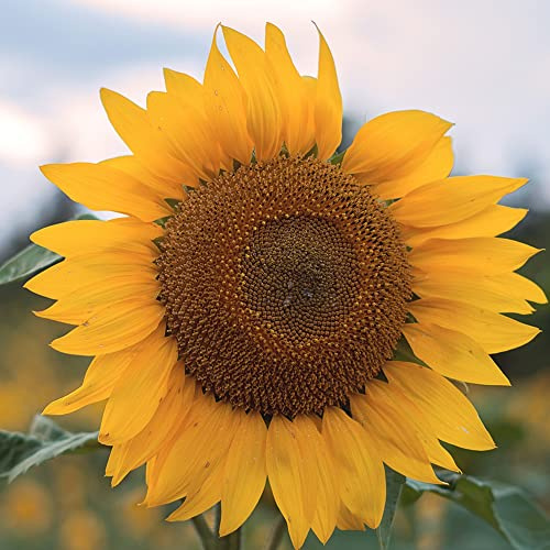 Haloppe 20/50 Pz Fiori Piante Semi per la Piantagione del Giardino di Casa, Semi di Girasole Giganti Helianthus Fiore Giardino di Casa Pianta Ornamentale 50pcs