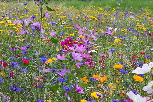 Blumenwiese mit über 70 Blumenarten und Wildkräuterarten, insektenfreundliche Blühwiese, Bienenweide, ein- und mehrjährige Arten für Schmetterlinge, Bienen & Hummeln (80qm = 80 Gramm)