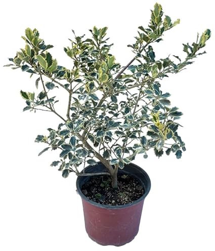 Acebo Árbol Natural Propio de la Estación Invernal