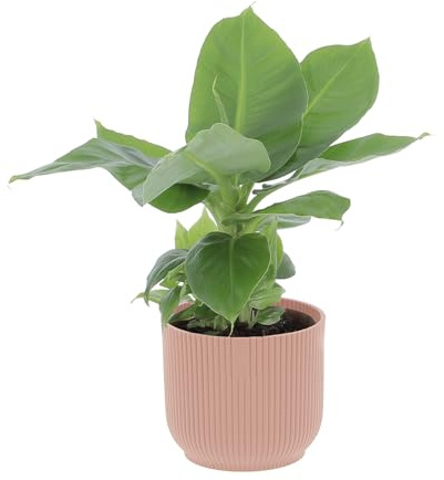 KENTIS - Musa Acuminata Dwarf Cavendish - Banano Pianta Vera - Altezza 30-40 cm e Vaso Ø 13 cm