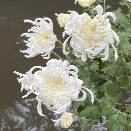 Semi di crisantemo, regali per gli amanti del giardino perenni per luoghi soleggiati semi di da balcone resistenti 50pcs